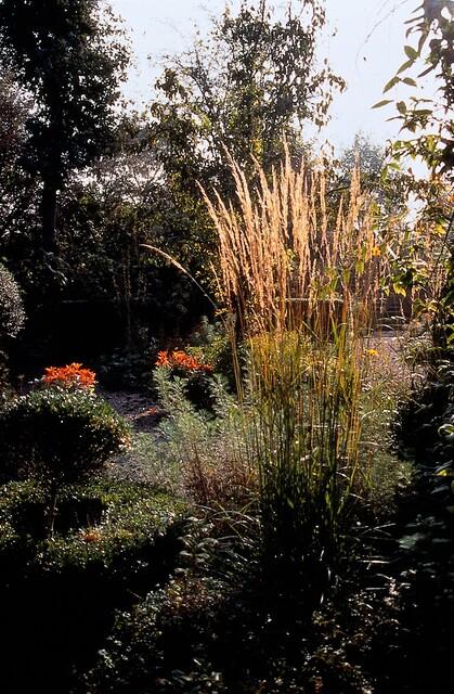 Calamagrostis acut 'Karl Foerster' – 60 planten · pot Ø9 cm · 10-25 cm hoog (foto 4)