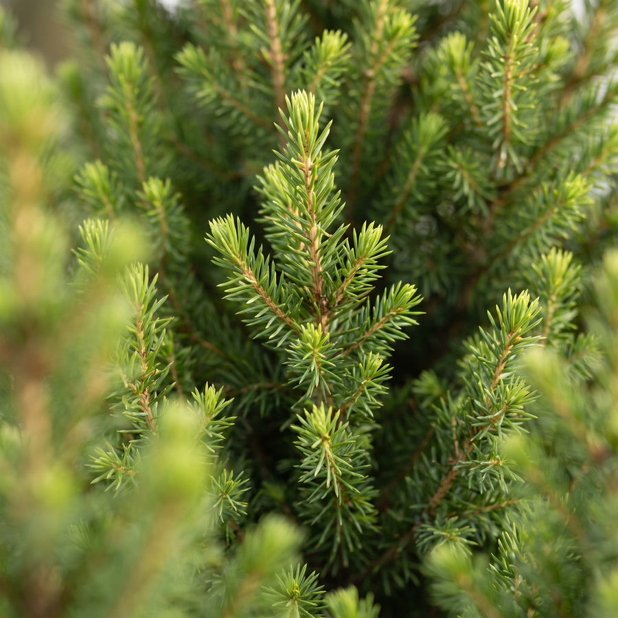 Set van 2 – Pot Ø19 cm · 65 cm hoog · Kegelspar kerstboom · met jute zak (foto 4)