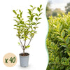 Green boutiQ - 40x Ligustrum ovalifolium Aureum - Bontbladige Liguster - Haagplanten - Groenblijvend - Bont - Pot 9cm - Hoogte 35-45cm