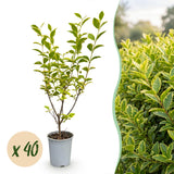 Green boutiQ - 40x Ligustrum ovalifolium Aureum - Bontbladige Liguster - Haagplanten - Groenblijvend - Bont - Pot 9cm - Hoogte 35-45cm