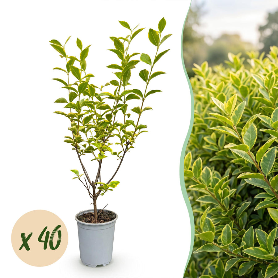 Ligustrum ovalifolium Aureum — Ligusterhaag, 40 stuks, 35-45 cm