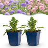 Green boutiQ - Vasteplant - Scabiosa Duo - Duifkruid - Bijen en Vlinderlokkers - Paars - Roze - 12 Planten - Pot 11cm - Hoogte 15-25cm