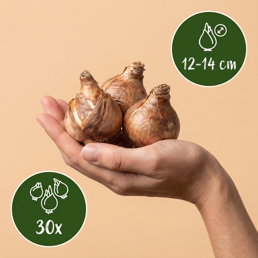 Narcisbollen Carlton — geel, 30 stuks (bolmaat 12/14)