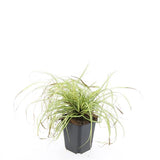 24x Carex oshim. 'Evergold'- ↕10-25cm - Ø9cm