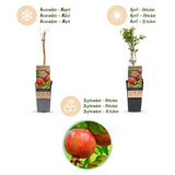 Green boutiQ - Fruitplant - Punica granatum - Granaatappel - Winterhard - Rood-Oranje Vrucht - 2 Planten - Pot 15cm - Hoogte 50cm