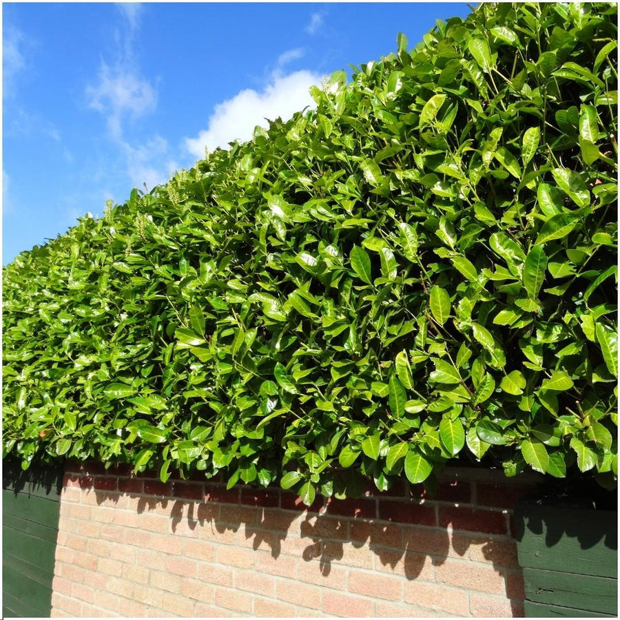 Prunus laurocerasus 'Novita' — Laurierkershaag, 6 planten (1 strekkende meter)
