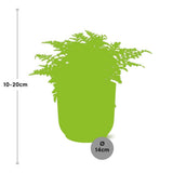 Asplenium Parvati in ELHO Vibes Fold 14cm roze
