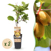 Green boutiQ - Fruitplant - Actinidia deliciosa Golden Kiwi - Kiwiplant - Vrouwelijk - Gele Vrucht - 2 Planten - Pot 15cm - Hoogte 50cm