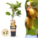 Green boutiQ - Fruitplant - Actinidia deliciosa Golden Kiwi - Kiwiplant - Vrouwelijk - Gele Vrucht - 2 Planten - Pot 15cm - Hoogte 50cm