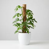 Green boutiQ - Kamerplant - Mini Gatenplant - Monstera Minima Mosstok - Groen - Weinig onderhoud - 1 Plant - met Potter Wit - Pot 19cm - Hoogte 90cm