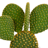 Opuntia microdasys - 12cm - zonder pot