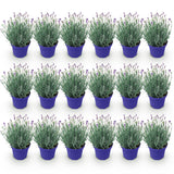 Green boutiQ - Tuinplant - Lavandula angustifolia Hidcote - Lavendel - Winterhard - Paars - 18 Planten - Pot 12cm - Hoogte 15-25cm