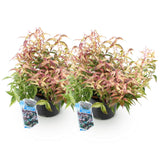 Green boutiQ - Tuinplant - Leucothoe Makijaz - Bruin - 2 Planten - Groenblijvend - Weinig Onderhoud - Pot 17cm Hoogte 45cm