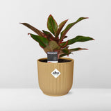 Aglaonema Crete in ELHO Vibes Fold 14cm geel