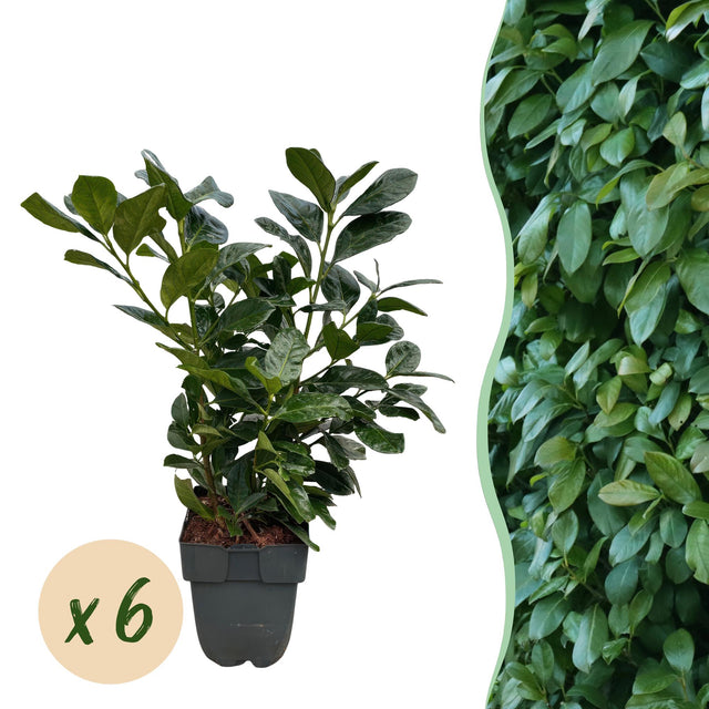Prunus laurocerasus Etna — Laurierkershaag, 6 planten (1 strekkende meter), 50 cm