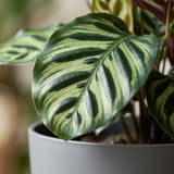 Green boutiQ - Kamerplant - Pauwenplant - Calathea Makoyana - Groen - Weinig onderhoud - 1 Plant - met Potter Grijs - Pot 19cm - Hoogte 70cm