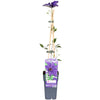 Clematis The President - Clematis Paars - Ø15cm - ↕65cm