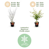 Green boutiQ - Terrasplant - Japanse Esdoorn - Acer palmatum Orange Dream - Oranje - 2 Planten - Bladverliezend - Pot 19cm Hoogte 70cm