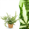 Green boutiQ - Kamerplant - Pteris cretica Albolineata - Lintvaren - Huisdiervriendelijke Plant - Groen - 1 Plant - met Mand - Pot 12cm - Hoogte 20cm