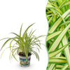 Green boutiQ - Kamerplant - Chlorophytum comosum Variegatum - Bonte Graslelie - Huisdiervriendelijke Plant - Groen - 1 Plant - Pot 12cm - Hoogte 20cm
