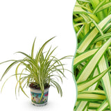 Green boutiQ - Kamerplant - Chlorophytum comosum Variegatum - Bonte Graslelie - Huisdiervriendelijke Plant - Groen - 1 Plant - Pot 12cm - Hoogte 20cm
