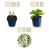 Green boutiQ - Vasteplant - Digitalis purp. Dalmatian White - Vingerhoedskruid - Schaduw - Wit - 1 Plant - Pot 11cm - Hoogte 15-25cm