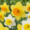 30x Narcissus large Cupped mix - Grootbloemige narcis mix - Geel en Wit - Voorjaarsbloeier - Bolmaat 12/14