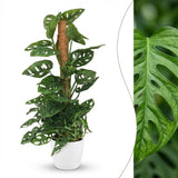 Green boutiQ - Kamerplant - Monkey Mask - Monstera Andansonii Mosstok - Groen - Weinig onderhoud - 1 Plant - met Potter Wit - Pot 19cm - Hoogte 90cm