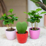 Plant set van 3 met mini pot - Love - Coffea Arabica - roze/rood - Ø 6 cm