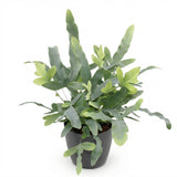 Green boutiQ - Kamerplant - Phlebodium aureum Blue Star - Blauwe Varen - Huisdiervriendelijke Plant - Blauw - 1 Plant - met Potter Grijs - Pot 12cm - Hoogte 25cm