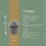 60x Dryopteris filix-mas - ↕10-25cm - Ø9cm