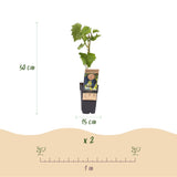 Green boutiQ - Fruitplant - Vitis vinifera Boskoop Glory - Druivenplant - Winterhard - Blauwe Druif - 2 Planten - Pot 15cm - Hoogte 50cm