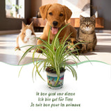 Green boutiQ - Kamerplant - Chlorophytum comosum Variegatum - Bonte Graslelie - Huisdiervriendelijke Plant - Groen - 1 Plant - met Potter Wit - Pot 12cm - Hoogte 20cm