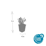 60x Aster (D) 'Prof. Anton Kippenberg'- ↕10-25cm - Ø9cm