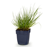 Green boutiQ - Grassen - Panicum virg. Northwind - Prairiegraan - Met Pluim - Groen - 1 Plant - Pot 11cm - Hoogte 15-25cm