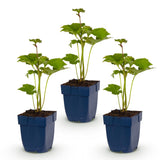 Green boutiQ - Vasteplant - Anemone hybr. Kön. Charlotte - Herfst Anemoon - Schaduw - Roze - 3 Planten - Pot 11cm - Hoogte 15-25cm