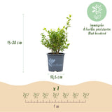 Green boutiQ - Buxus Haag - BetterBuxus Babylon Beauty - Resistant tegen de Buxus Schimmel - 7 planten - 1 strekkende meter - pot 10,5cm hoogte 25-30