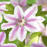 Green boutiQ - Klimplant - Clematis Nelly Moser - Bloem Roze - Weinig onderhoud -2 planten -Pot 11cm Hoogte 40cm
