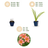 Green boutiQ - Vasteplant - Hemerocallis Pink Damask - Daglelie - Bijen en Vlinderlokkers - Roze - 1 Plant - Pot 11cm - Hoogte 15-25cm