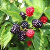 Green boutiQ - Fruitplant - Braam - Rubus Thornfree Evergreen - Zwarte Braam - Doornloos - 2 planten -Pot 11cm Hoogte 40cm