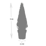 1x Ilex piramide 55 cm hoog |Ø21 cm