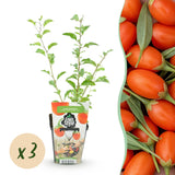Green boutiQ - Fruitplanten - Goijbes - Lycium Barbarum - Winterhard - 3 Planten - Pot9 cm - Oranje - Rode Vrucht