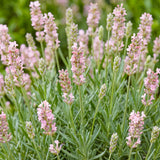Green boutiQ - Vasteplant - Lavandula ang. Rosea - Lavendel - Geurend - Roze - 1 Plant - Pot 11cm - Hoogte 15-25cm