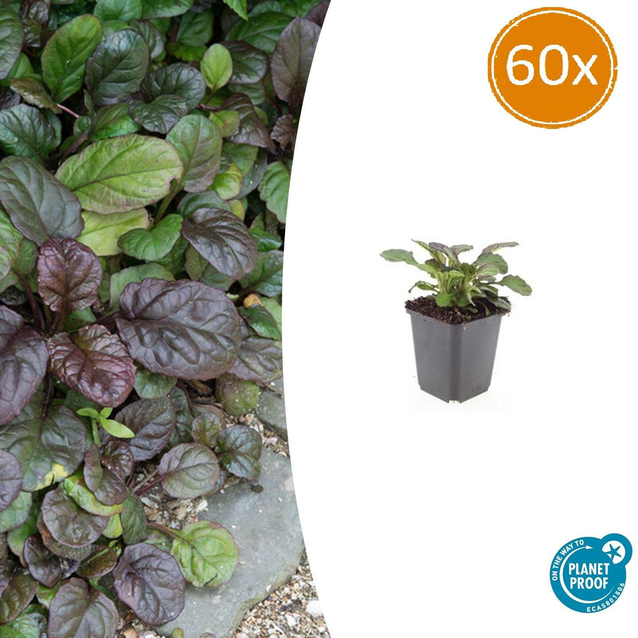 Ajuga reptans 'Catlin's Giant' – 60 planten · pot Ø9 cm · 10-25 cm hoog