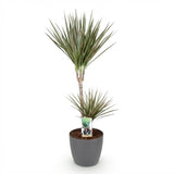 Green BoutiQ - Kamerplanten - Dracaena Marginata Bicolor - Drakenbloedboom - Weinig onderhoud - Groen - 1 Plant - met Potter Grijs - Pot 21cm - Hoogte 90-100cm