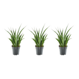 3x Sansevieria Kirkii - 38 cm - ø12