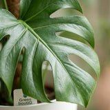Green boutiQ - Kamerplant - Gatenplant - Monstera Deliciosa mosstok - Groen - Weinig onderhoud - 1 Plant - met Potter Wit - Pot 19cm - Hoogte 90cm