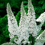 Green boutiQ - Tuinplant - Buddleja davidii White Profusion - Vlinderstruik - Winterhard - Wit - 3 Planten - Pot 17cm - Hoogte 45cm