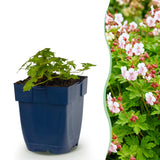 Green boutiQ - Vasteplant - Geranium macr. Spessart - Ooievaarsbek - Bodembedekkend - Wit-Roze - 12 Planten - Pot 11cm - Hoogte 15-25cm