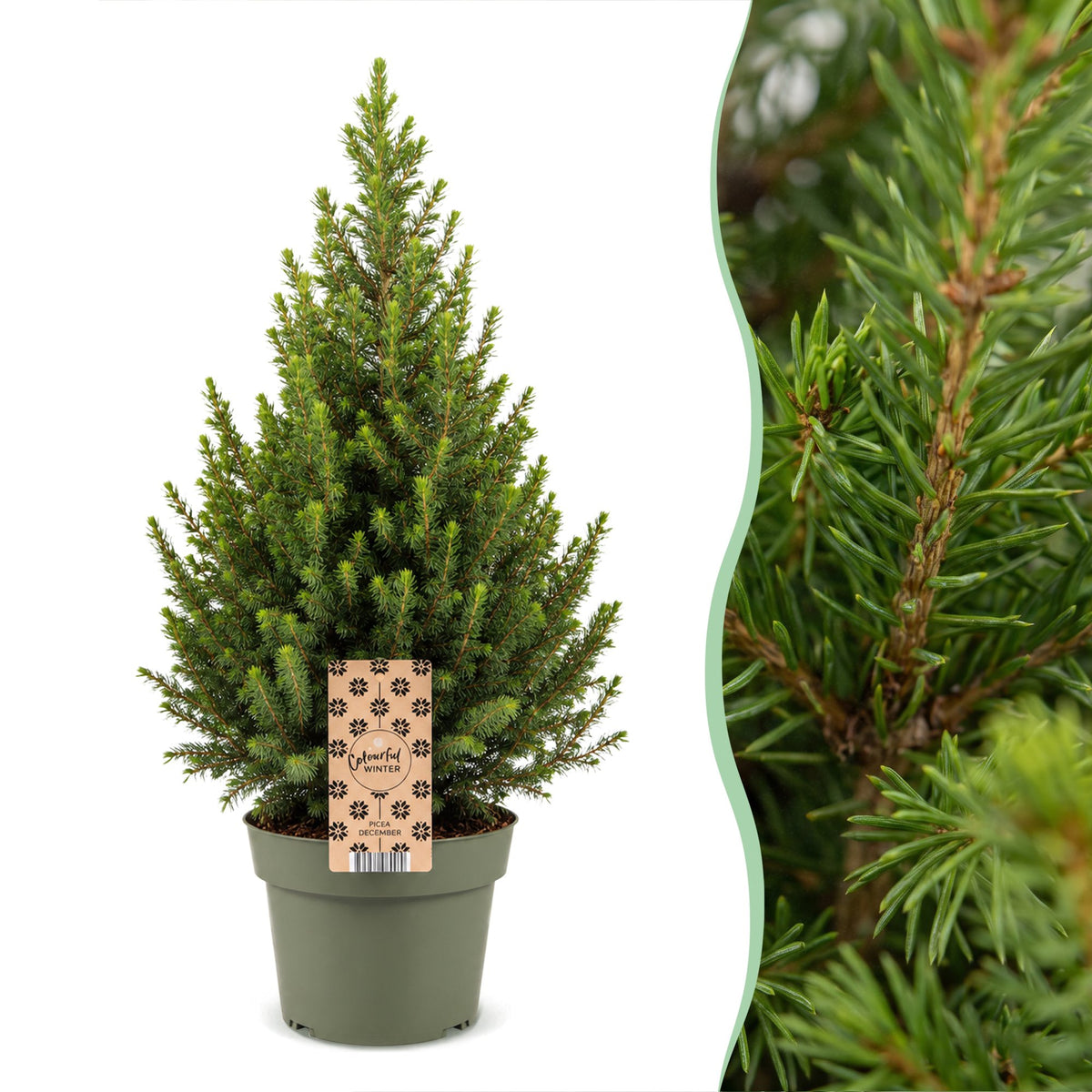 Set van 2 — Kegelspar kerstboom — Ø19 cm, 65 cm hoog